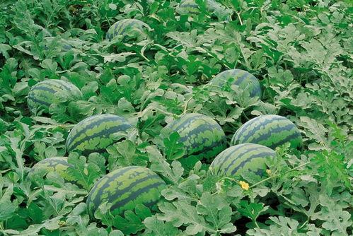 五一吃瓜网最新官方入口,揭秘五一假期热门瓜料,独家爆料一网打尽!